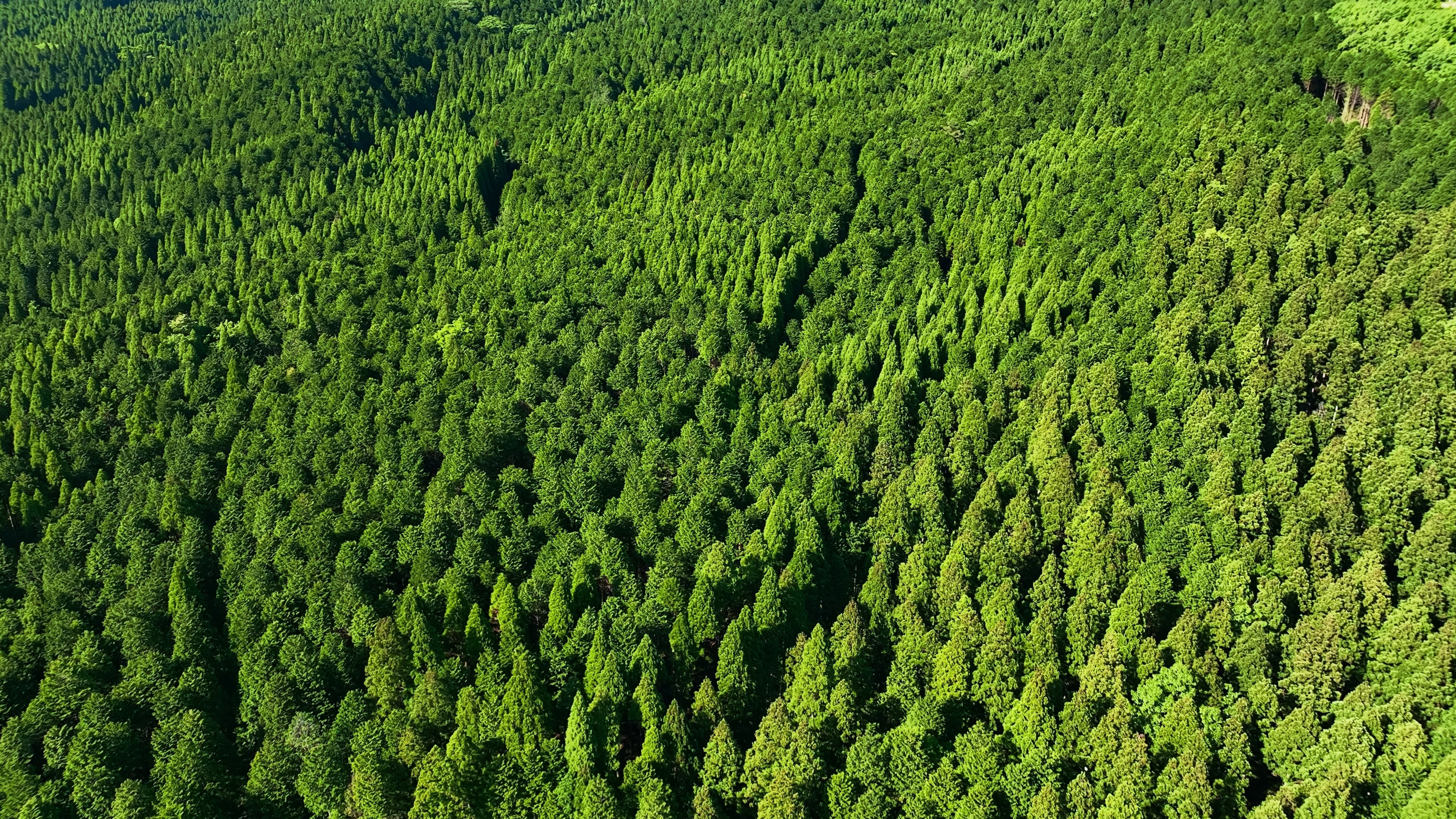 Global Planting: The Celaeno Forest